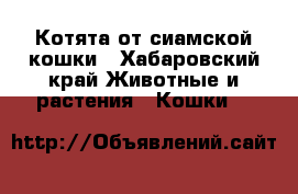 Котята от сиамской кошки - Хабаровский край Животные и растения » Кошки   